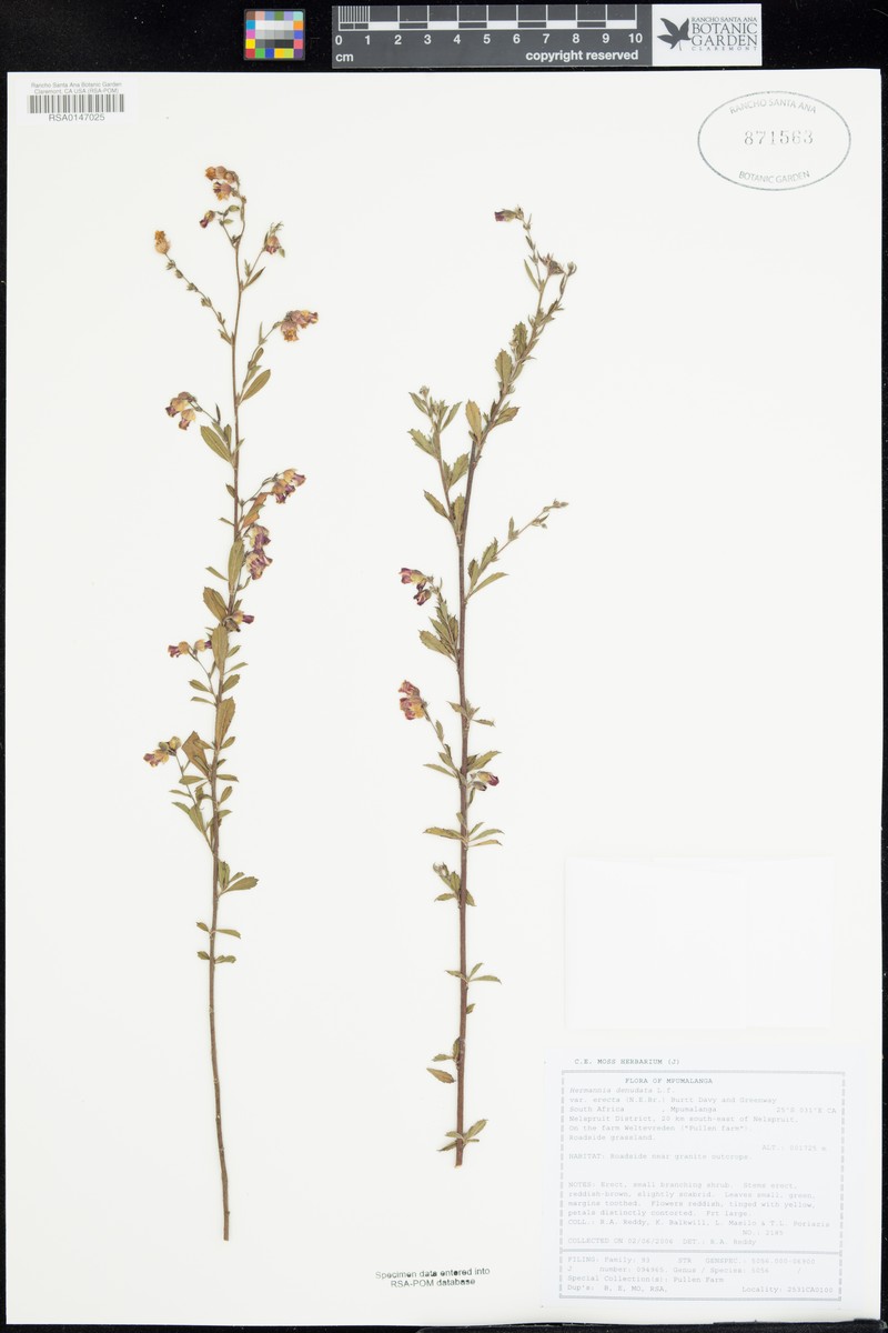 Hermannia denudata var. erecta photo 3