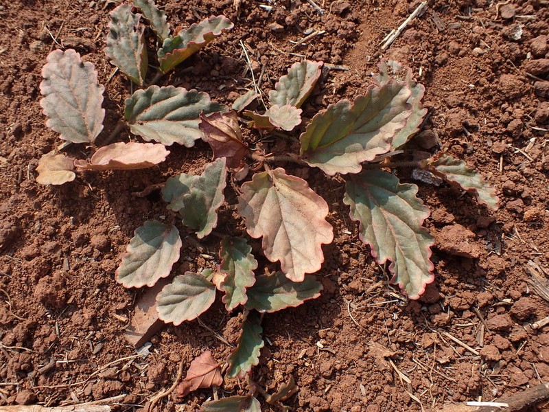 Hermannia depressa