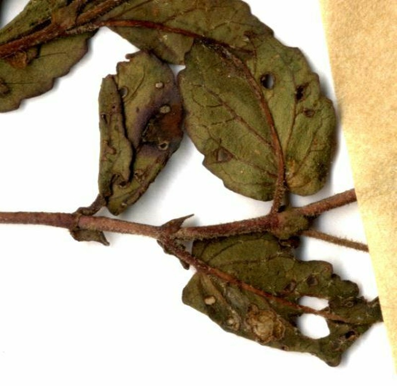 Hermannia depressa photo 2