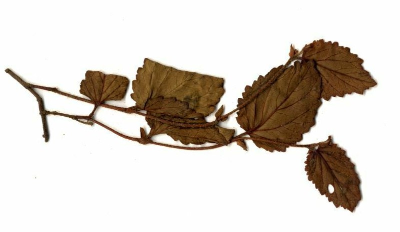 Hermannia depressa photo 3