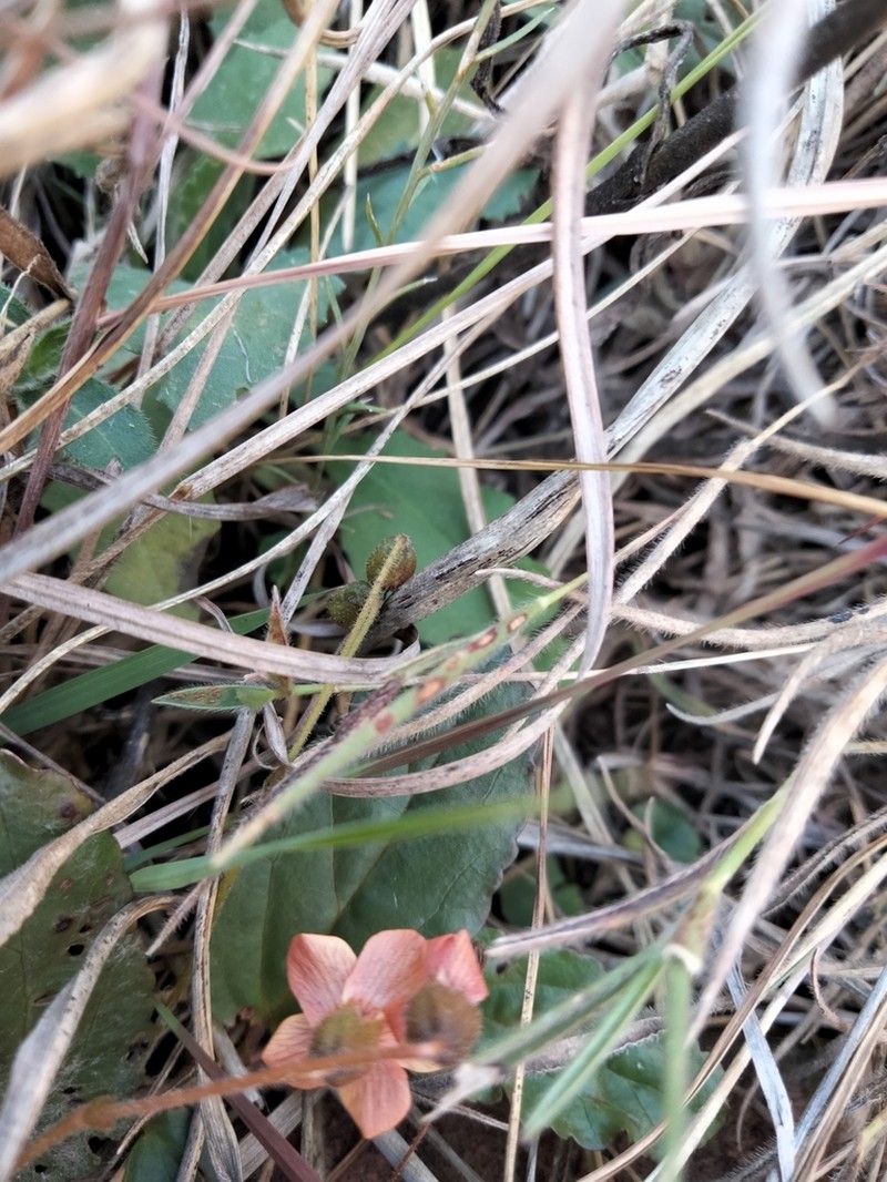 Hermannia depressa photo 4