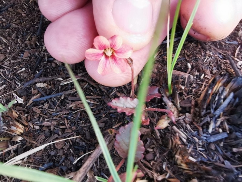 Hermannia depressa photo 5