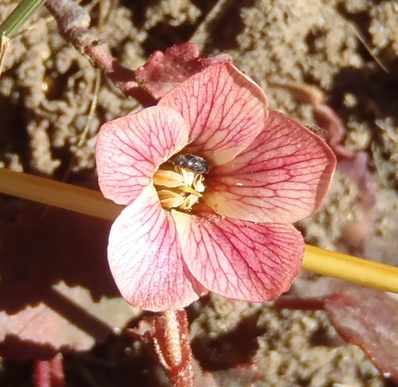 Hermannia depressa photo 6