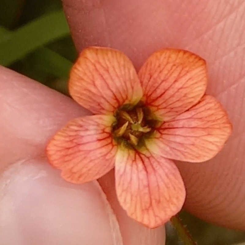 Hermannia depressa photo 7