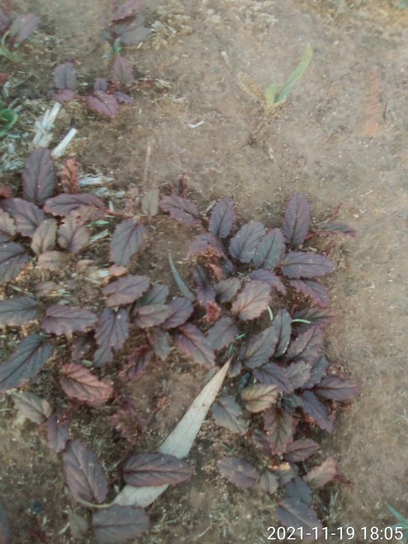 Hermannia depressa photo 8