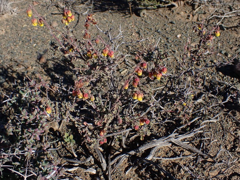 Hermannia desertorum photo 2