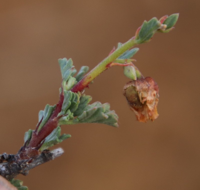 Hermannia desertorum photo 3