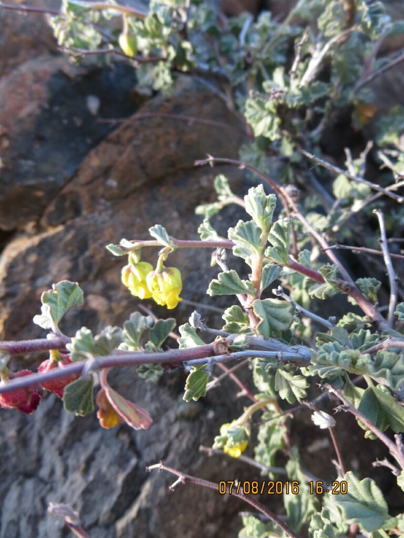 Hermannia desertorum photo 4