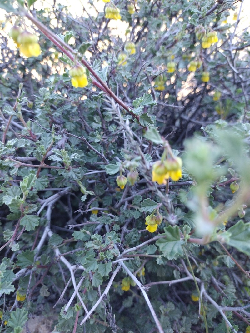Hermannia desertorum photo 5