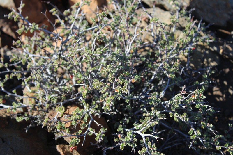 Hermannia desertorum photo 6