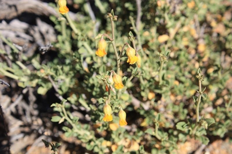 Hermannia desertorum photo 7