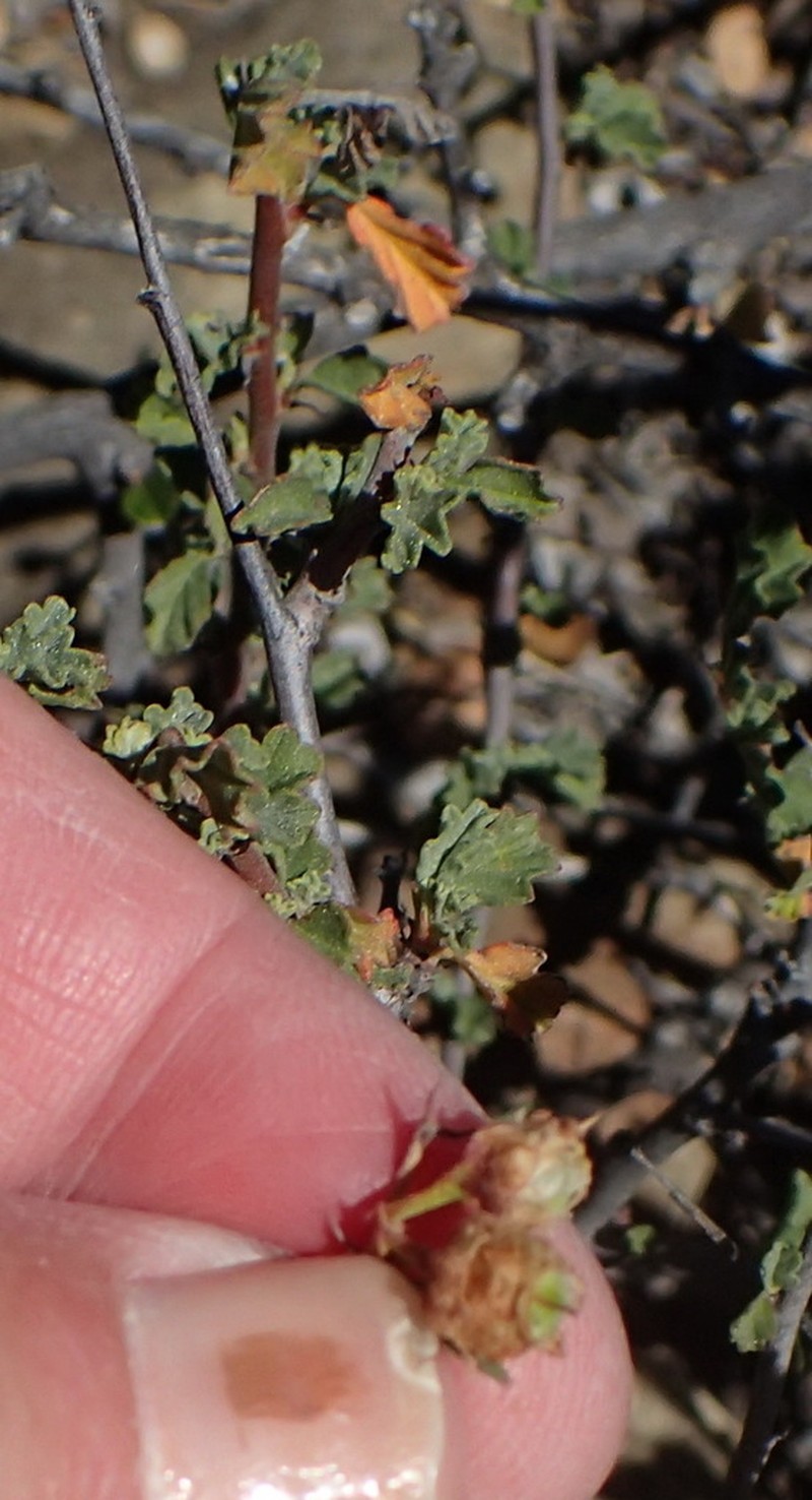 Hermannia desertorum photo 8