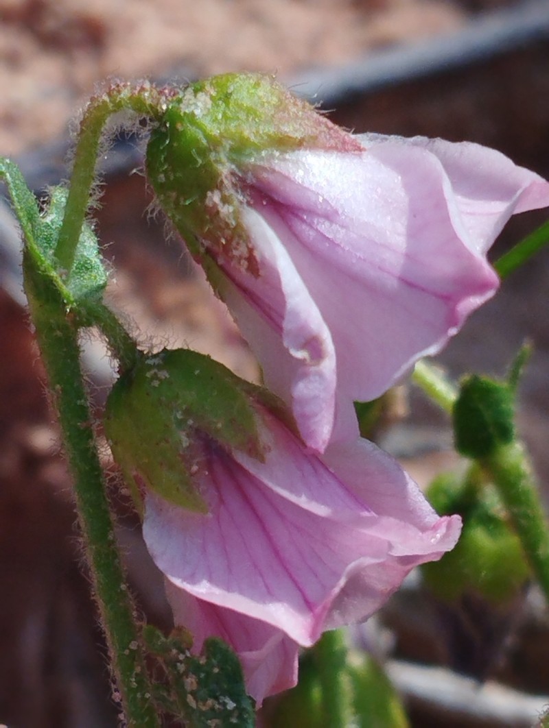 Hermannia dichroma