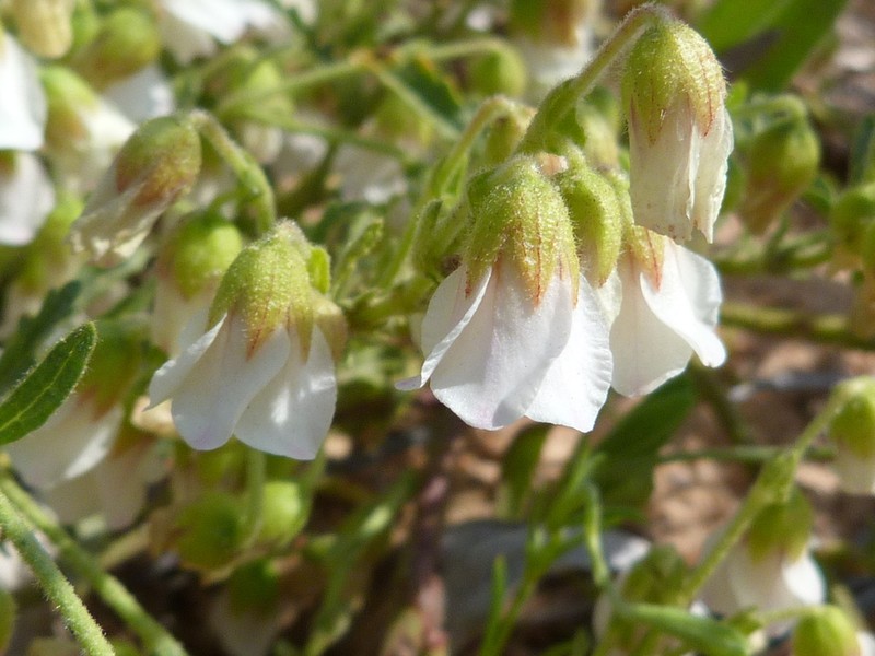 Hermannia dichroma photo 2
