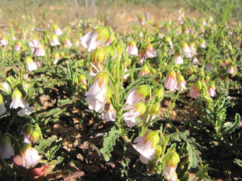 Hermannia dichroma photo 3