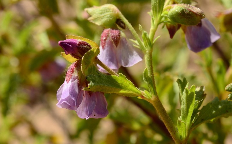 Hermannia dichroma photo 4