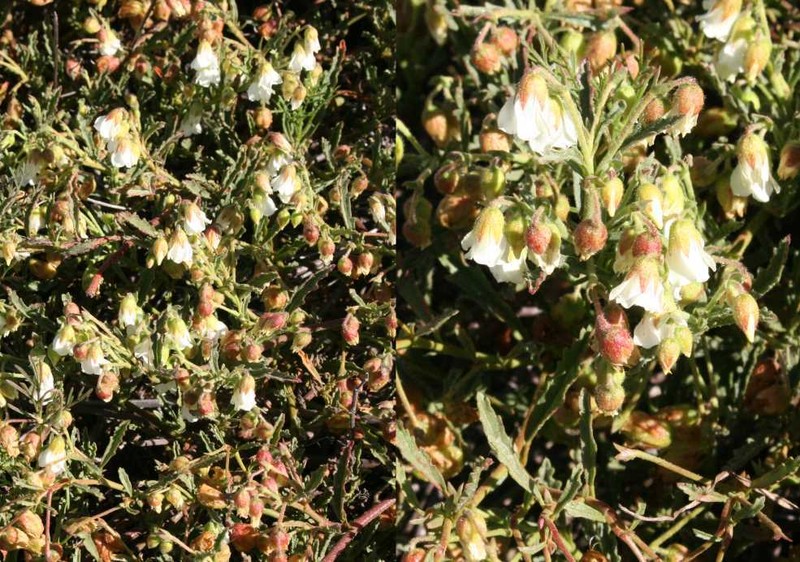 Hermannia dichroma photo 5