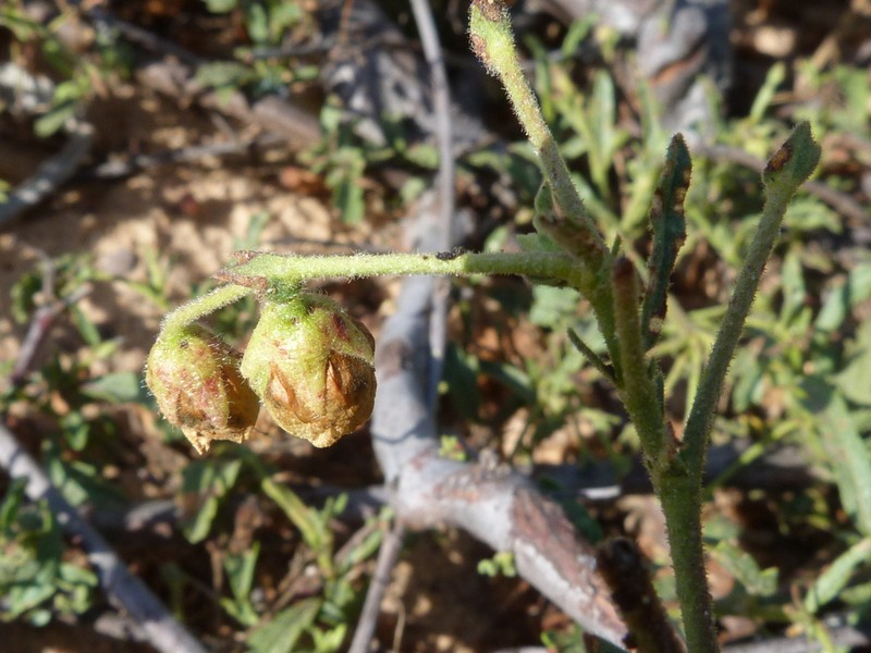 Hermannia dichroma photo 6