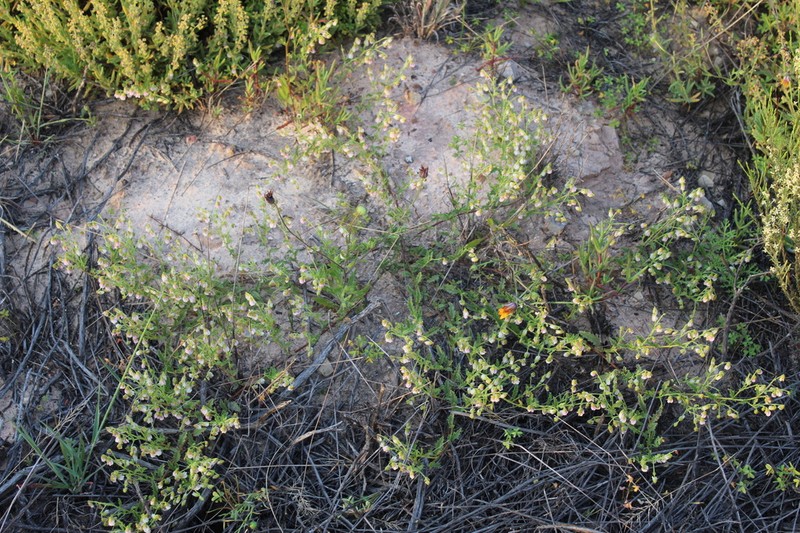 Hermannia dichroma photo 7
