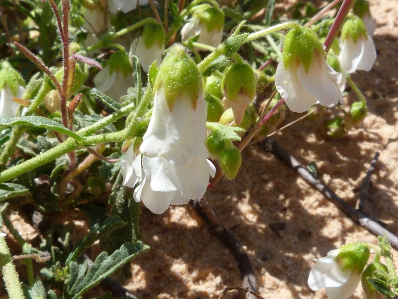 Hermannia dichroma photo 8