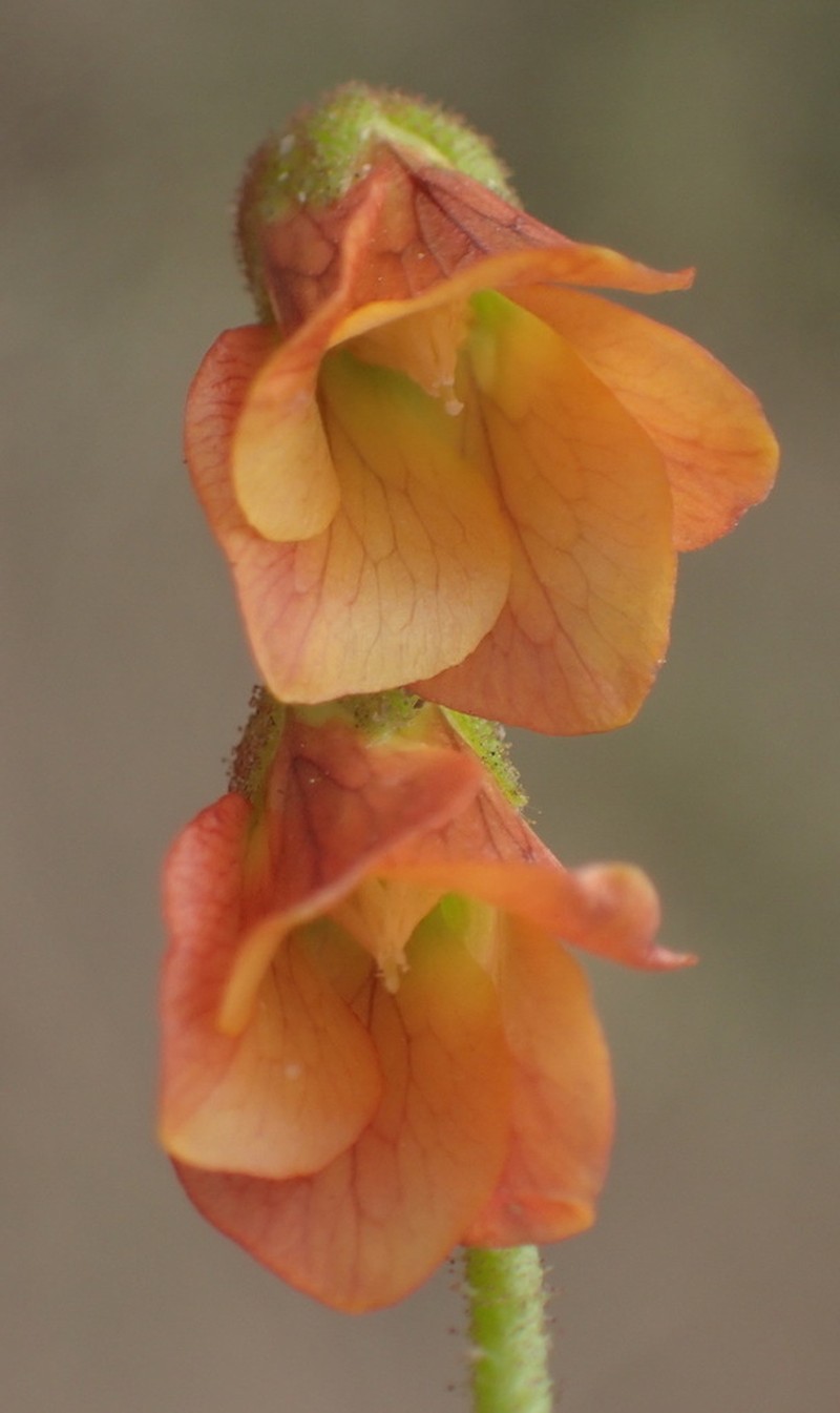 Hermannia diffusa