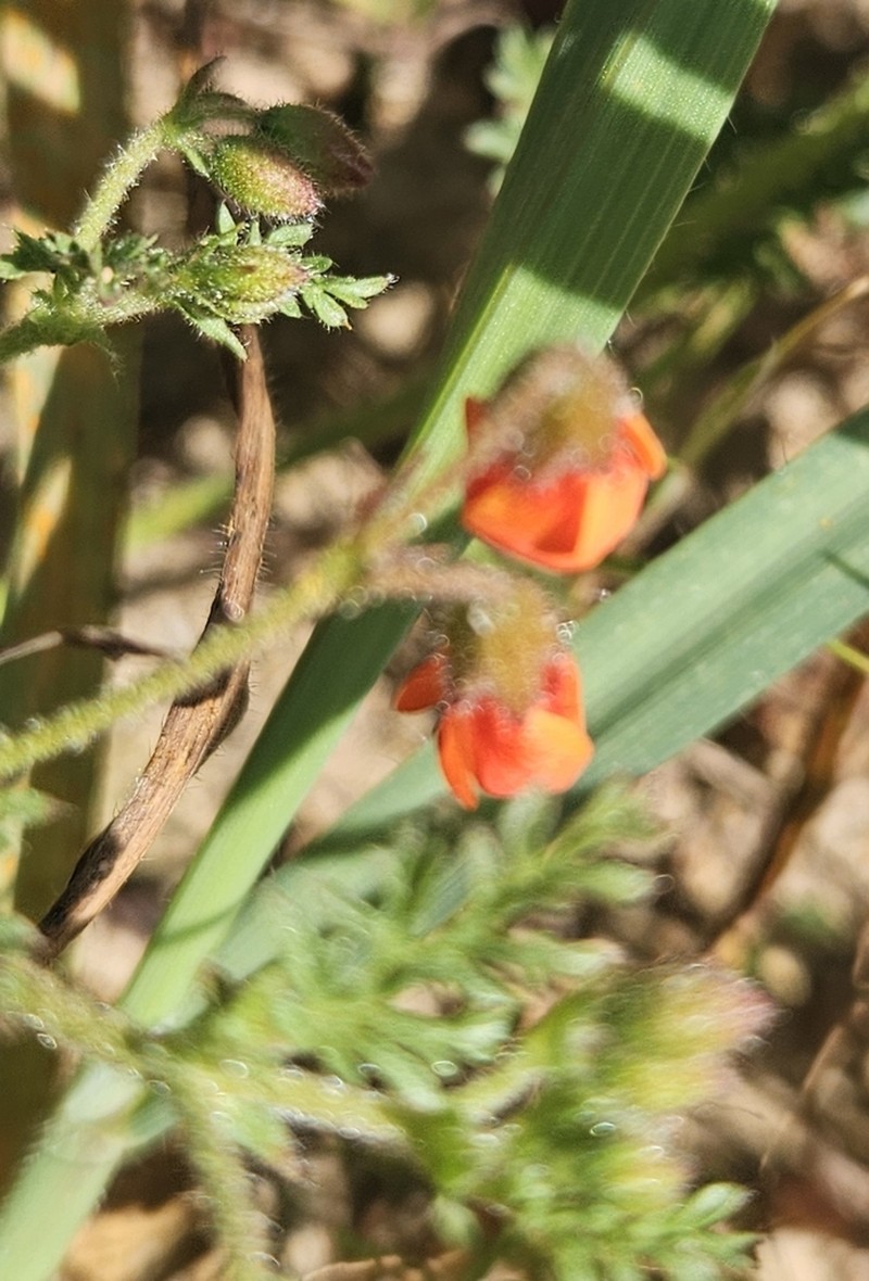 Hermannia diffusa photo 2