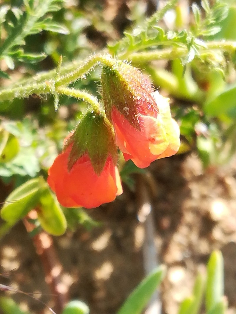 Hermannia diffusa photo 3