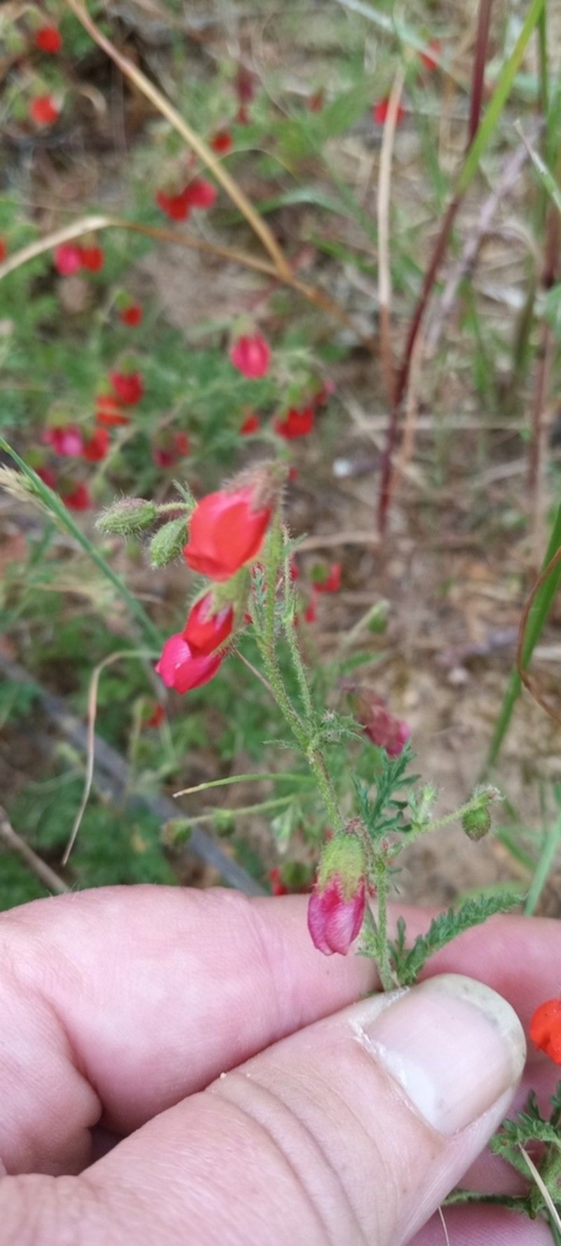 Hermannia diffusa photo 4