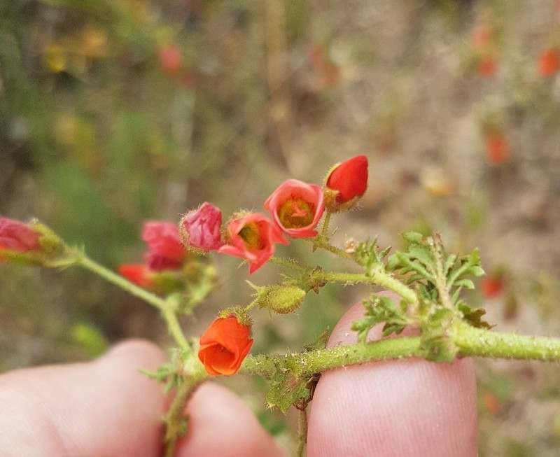 Hermannia diffusa photo 5