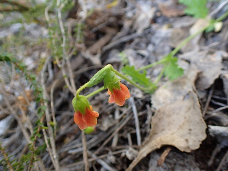 Hermannia diffusa photo 6