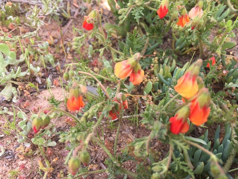 Hermannia diffusa photo 7