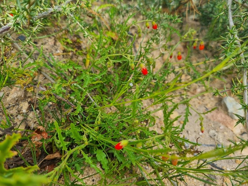 Hermannia diffusa photo 8
