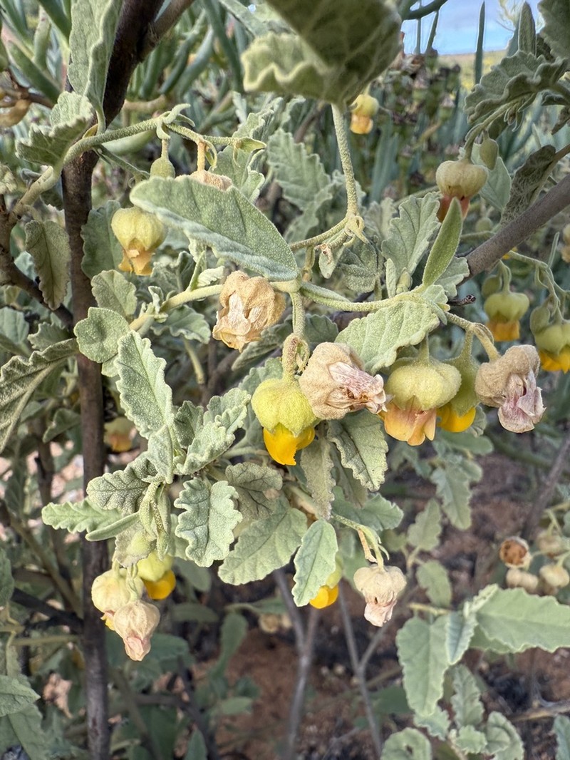 Hermannia disermifolia