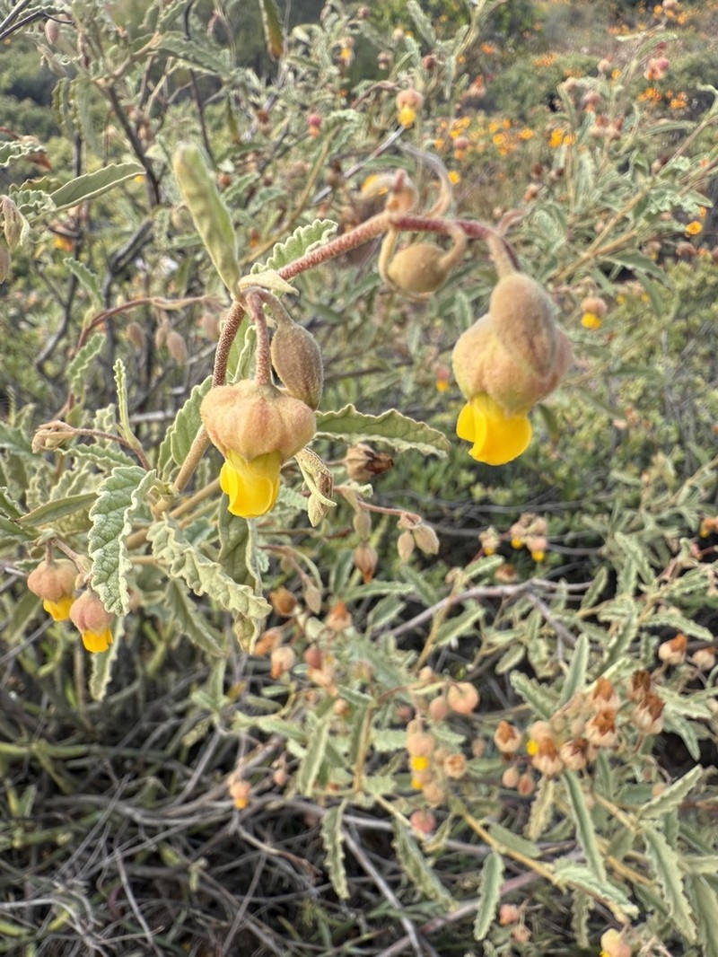 Hermannia disermifolia photo 2