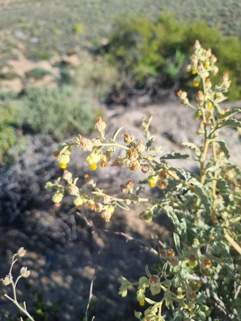 Hermannia disermifolia photo 3