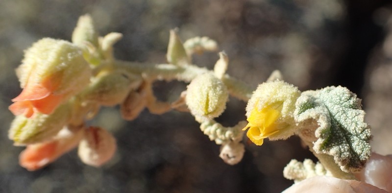 Hermannia disermifolia photo 5