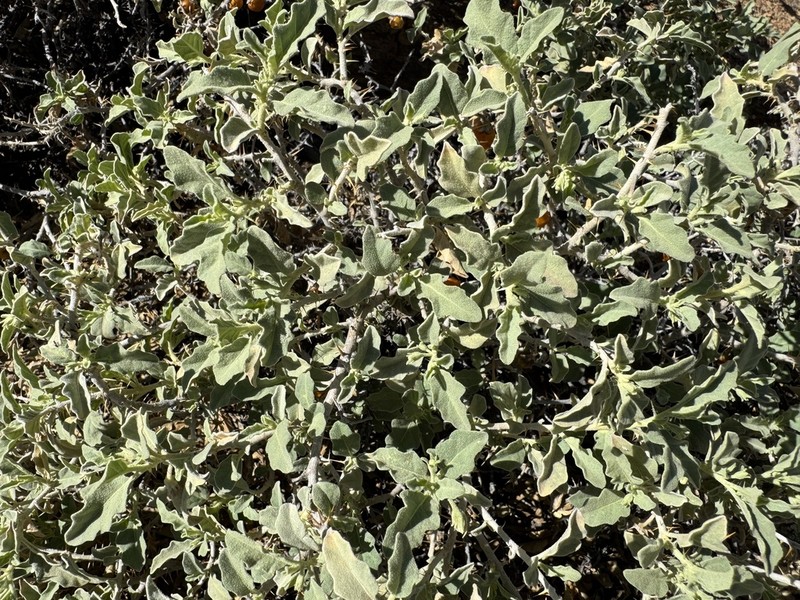 Hermannia disermifolia photo 6