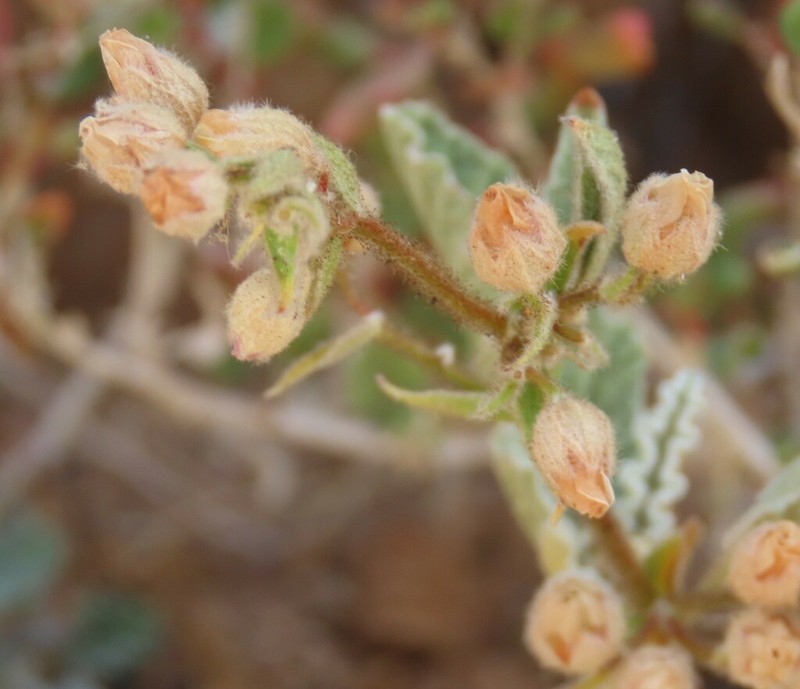 Hermannia disermifolia photo 7