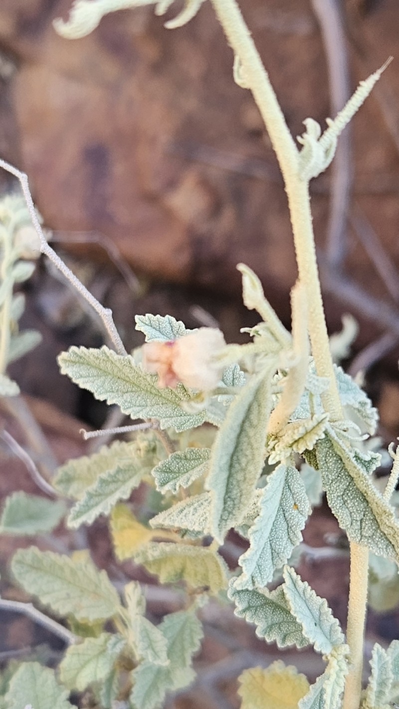 Hermannia disermifolia photo 8