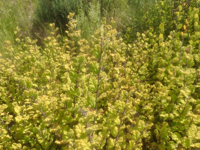 Hermannia disticha