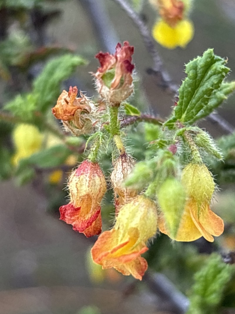 Hermannia disticha photo 2