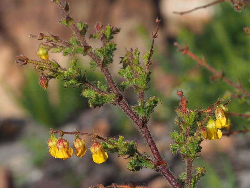 Hermannia disticha photo 3