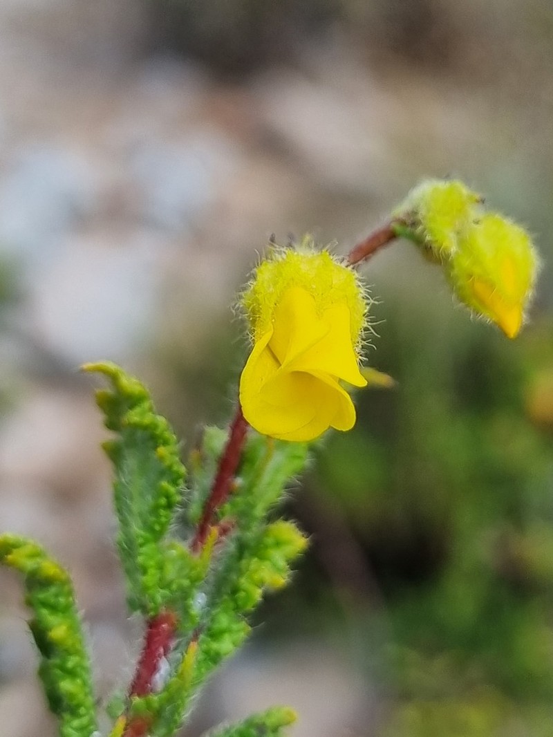 Hermannia disticha photo 4