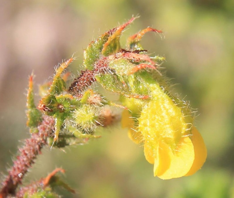 Hermannia disticha photo 5