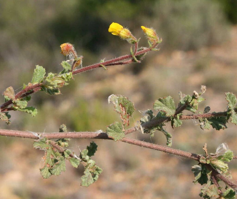 Hermannia disticha photo 6