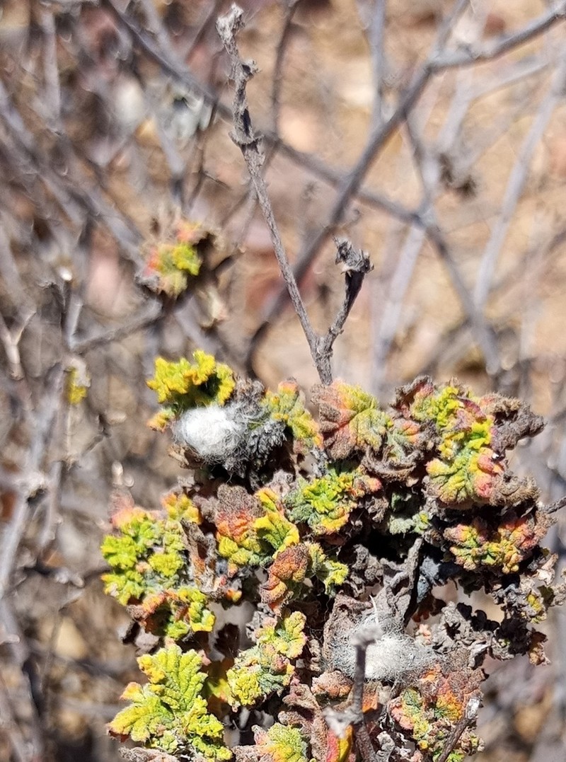 Hermannia disticha photo 7