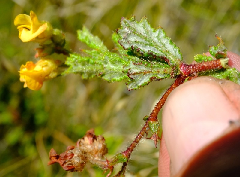 Hermannia disticha photo 8