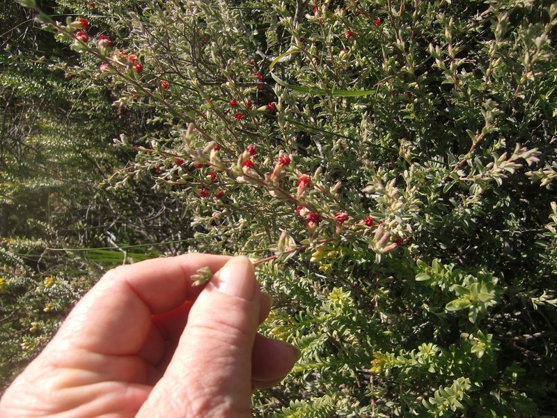 Hermannia diversistipula photo 5