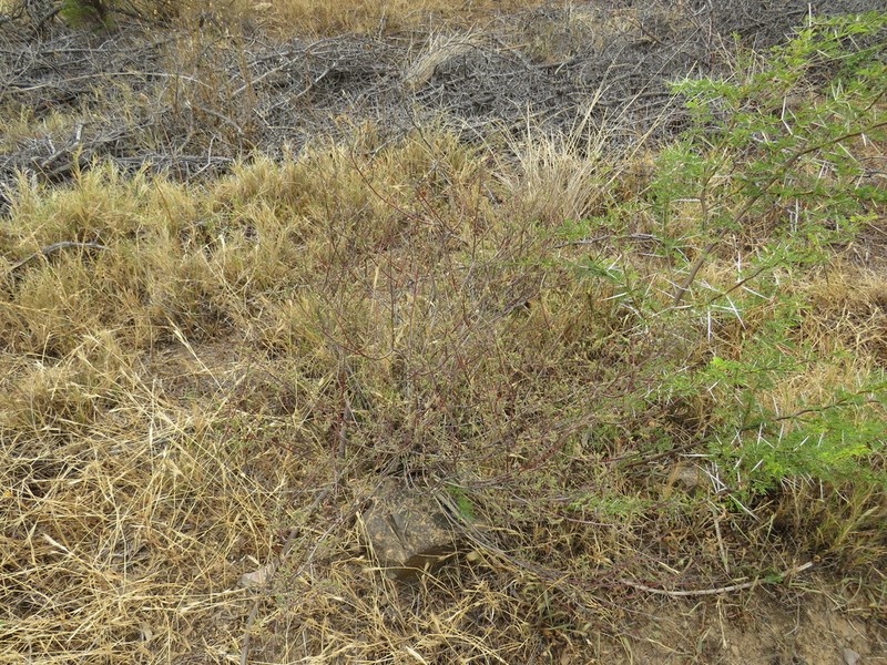 Hermannia diversistipula photo 7