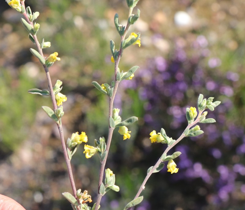 Hermannia diversistipula var. graciliflora